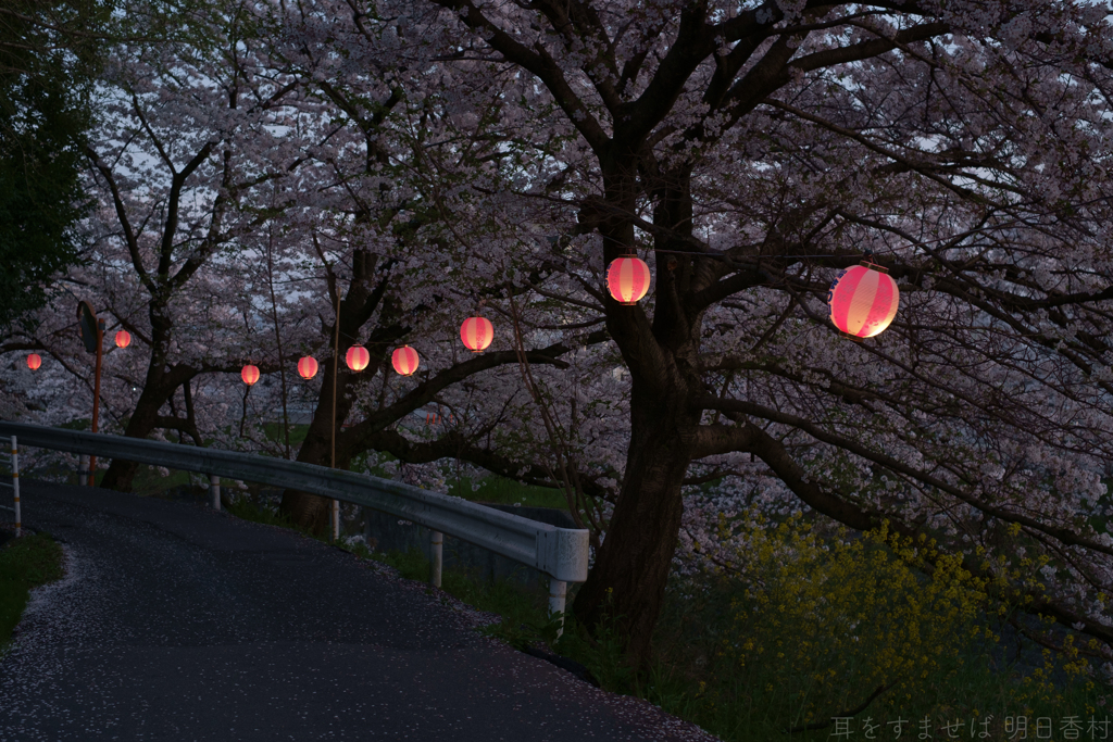 橿原市　飛鳥川沿いの桜