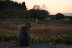 明日香村　大字豊浦