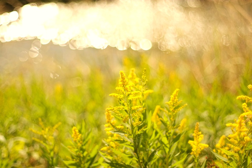 明日香村 大字豊浦（ 甘樫丘付近 ）