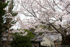 御所市 鳥井戸　妙相寺