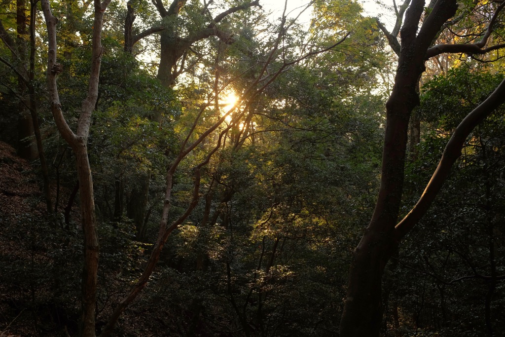 奈良　春日山原始林