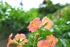 明日香村　大字檜前