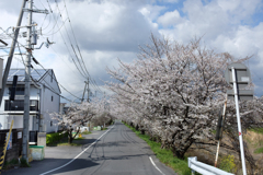 奈良県橿原市　飛鳥川沿いの桜