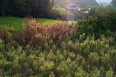 明日香村　大字立部
