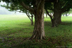 明日香村　大字川原　川原寺跡