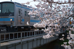 奈良市　佐保川沿いの桜