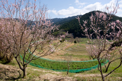 明日香村　大字稲渕