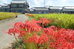 明日香村　大字飛鳥
