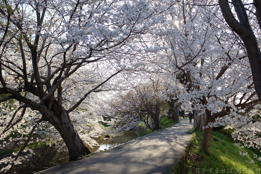 奈良市　佐保川沿いの桜