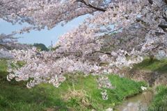 明日香村　大字御園