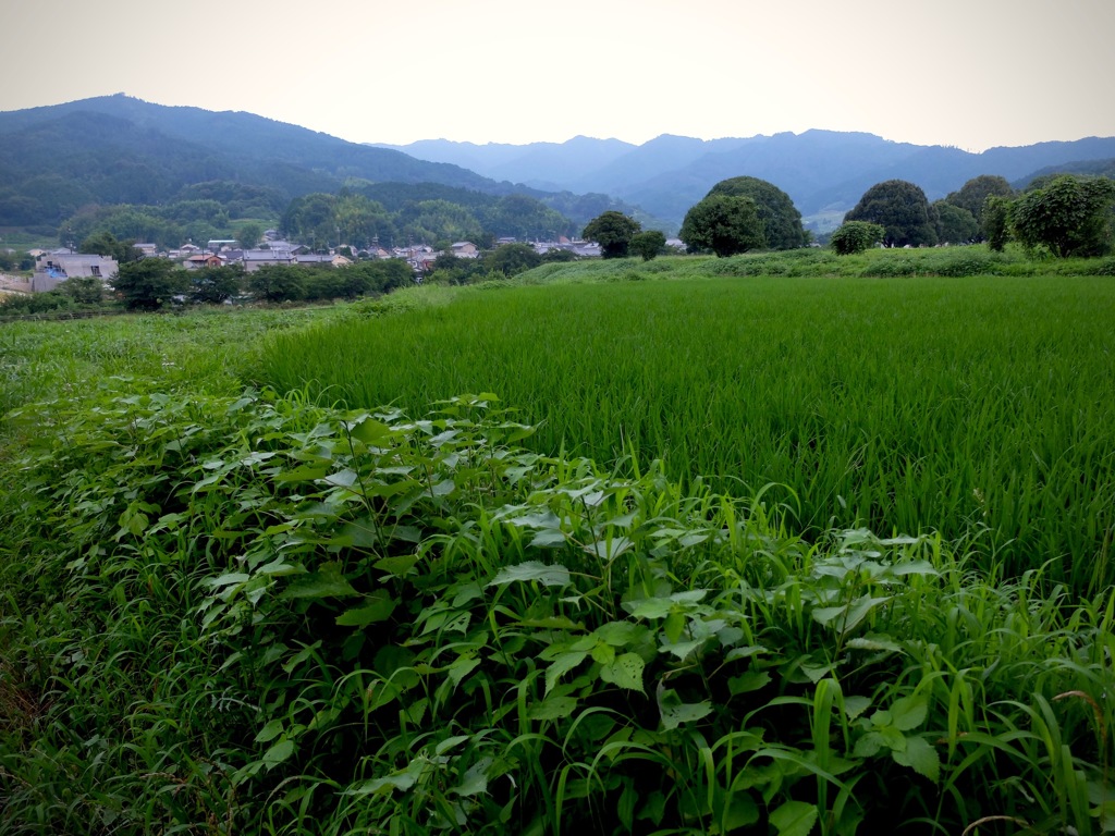明日香村 岡 （ 川原寺跡付近 ）