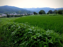 明日香村 岡 ( 川原寺跡付近 ) 明日香村 岡 ( 川原寺跡付近 )