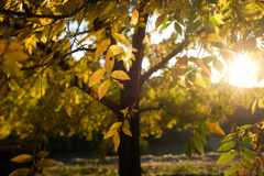 明日香村　大字檜前　国営飛鳥歴史公園キトラ古墳周辺地区