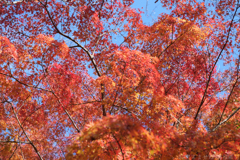 奈良県生駒郡斑鳩町 竜田川沿いの紅葉