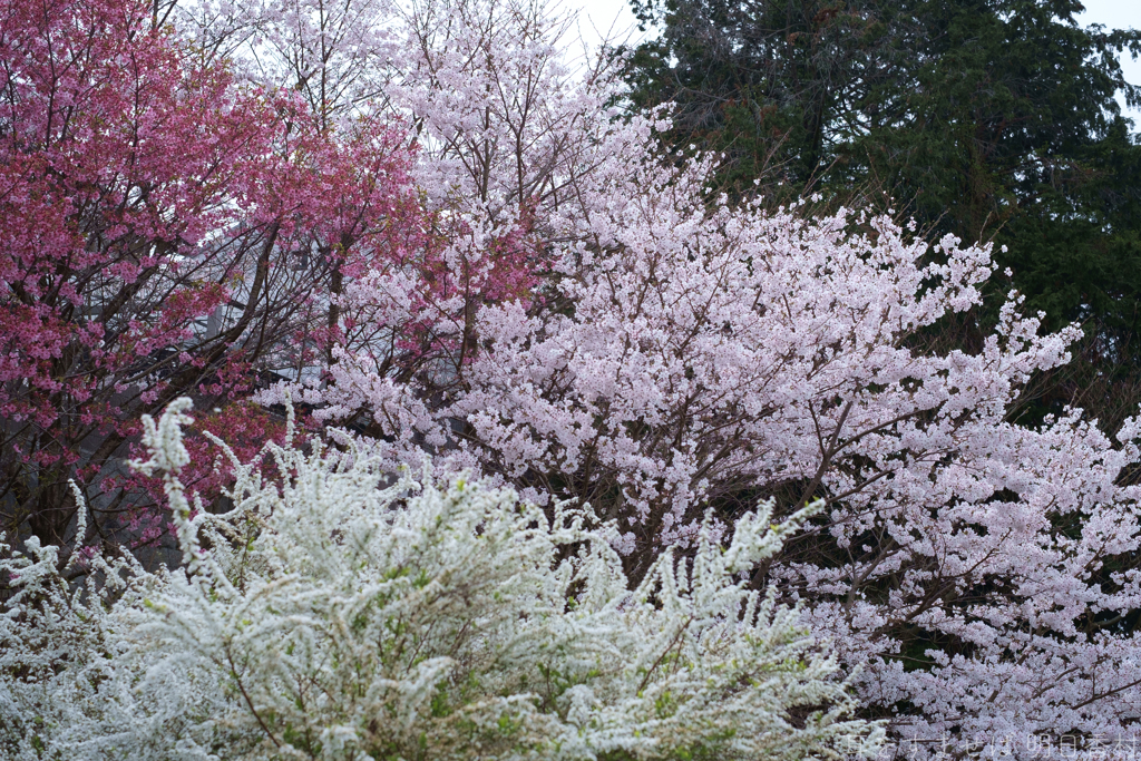 明日香村　大字平田