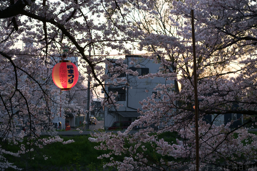 橿原市　飛鳥川沿いの桜