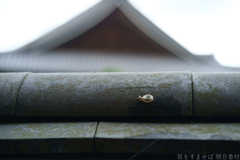 明日香村　大字橘（ 橘寺 ）