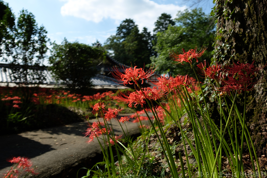 明日香村　大字檜前（ 檜前寺跡 ）