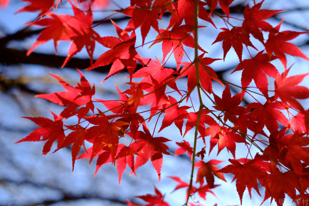 明日香村　大字平田　中尾山古墳