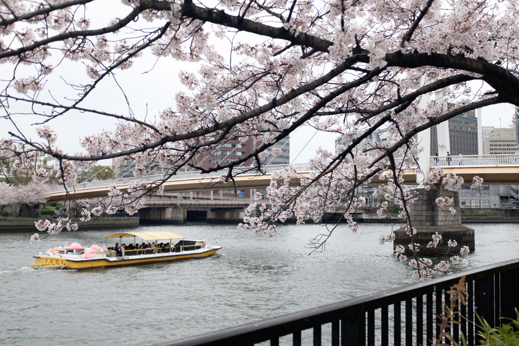 大阪市都島区　毛馬桜之宮公園の桜