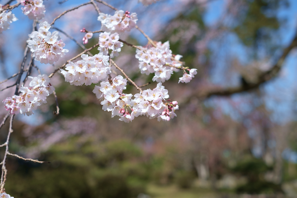 御所市楢原　九品寺のしだれ桜