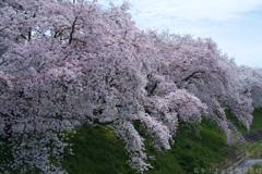 橿原市　飛鳥川沿いの桜