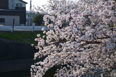 橿原市　飛鳥川沿いの桜