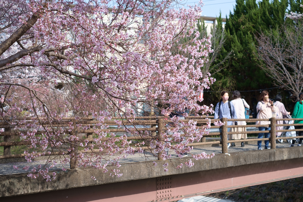 奈良市　佐保川沿いの桜