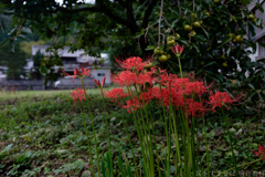 明日香村　大字稲渕
