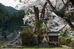 明日香村　大字稲渕（ 南渕請安墓 ）