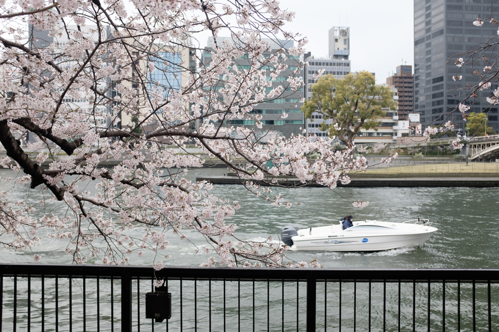 大阪市都島区　毛馬桜之宮公園の桜