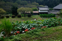 明日香村　大字稲渕