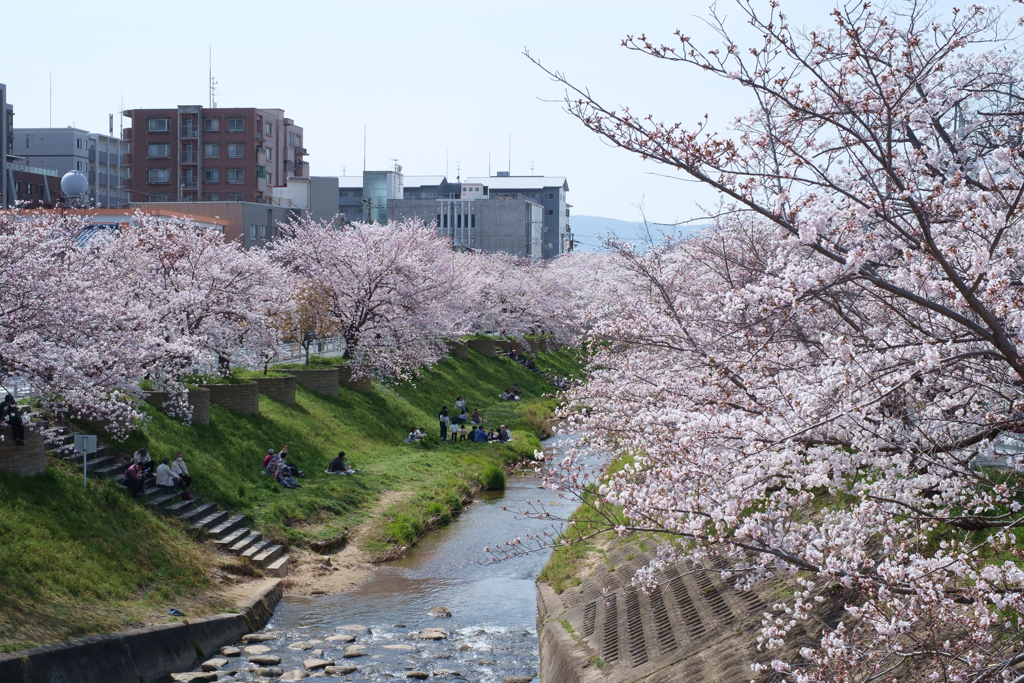 奈良市　佐保川沿いの桜