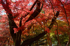 明日香村　大字平田　中尾山古墳