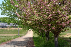 明日香村 大字橘 明日香村 大字橘