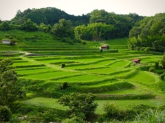 明日香村 稲渕棚田