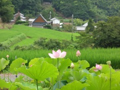 明日香村 栢森