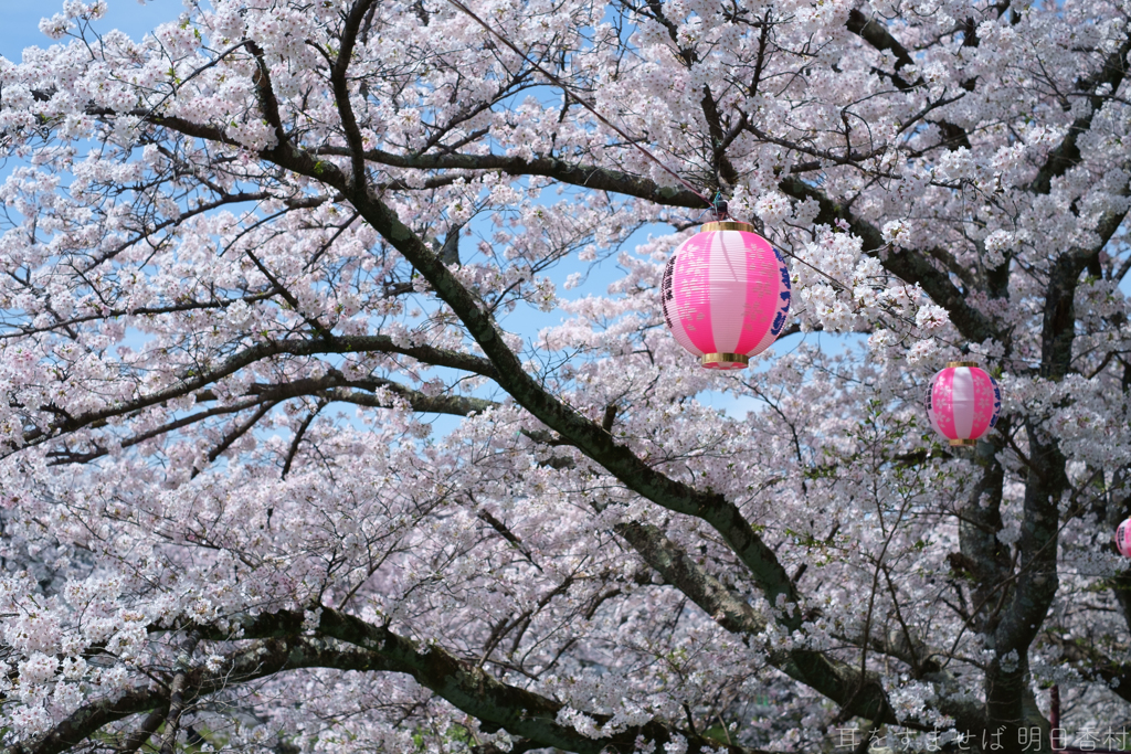 橿原市　飛鳥川沿いの桜