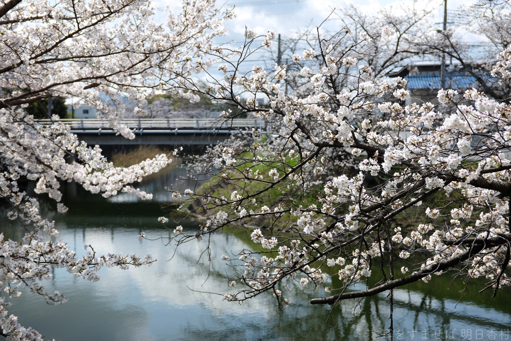 奈良県橿原市　飛鳥川沿いの桜