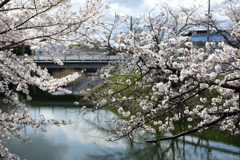 奈良県橿原市　飛鳥川沿いの桜