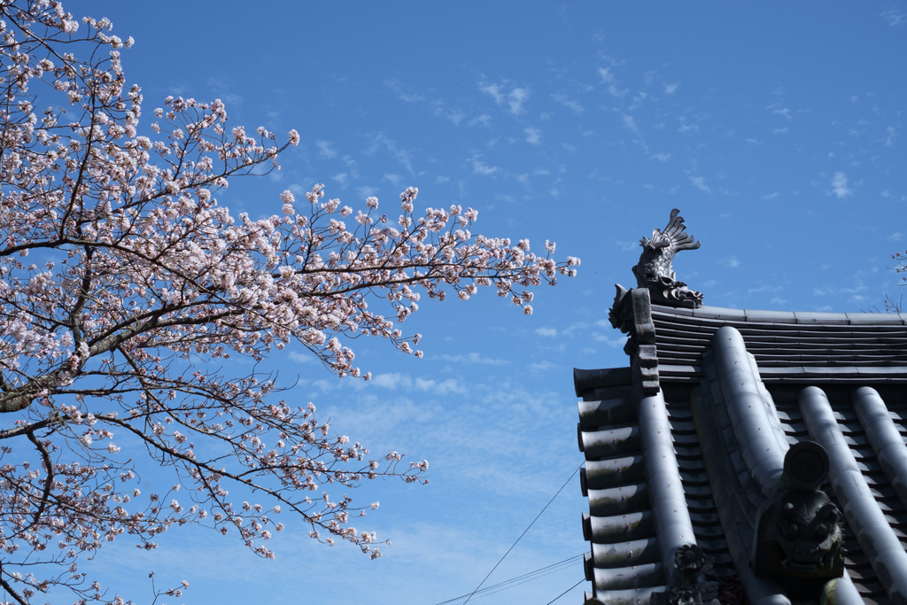 御所市楢原　九品寺のしだれ桜
