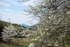 明日香村　大字豊浦　甘樫丘