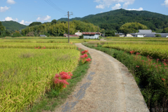 明日香村　大字岡