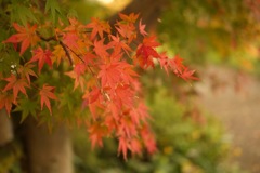 明日香村 国営飛鳥歴史公園 高松塚周辺地区 明日香村 国営飛鳥歴史公園 高松塚周辺地区