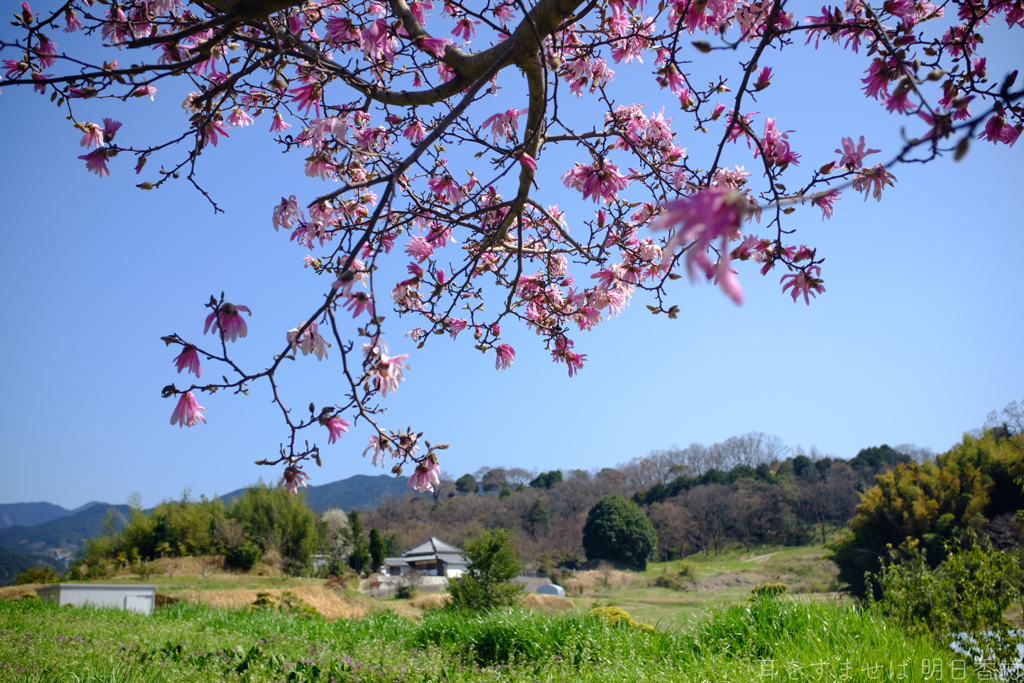明日香村　大字豊浦
