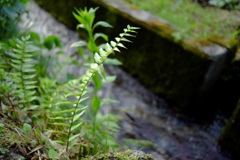 明日香村 大字祝戸 明日香村 大字祝戸