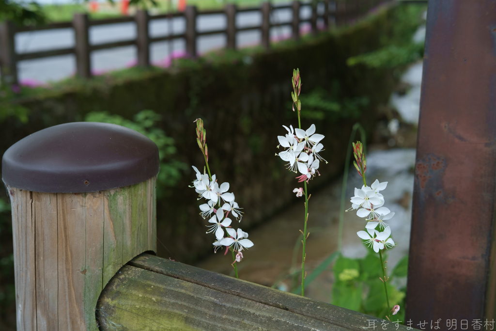 明日香村　大字越