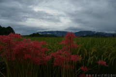 明日香村　大字橘