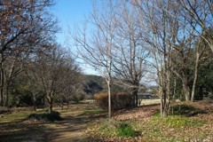 明日香村 大字祝戸( 国営飛鳥歴史公園 石舞台地区 ) 明日香村 大字祝戸( 国営飛鳥歴史公園 石舞台地区 )