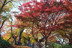 奈良県生駒郡斑鳩町 竜田川沿いの紅葉